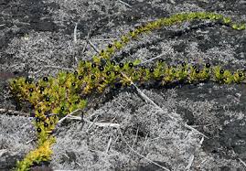 Image result for Eriosema nutans