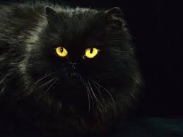 Black Cats Need Adoptive Homes Fluffy Black Cat Black Cat Art Domestic Cat