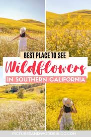 Celebrate and remember the lives we have lost in fremont, california. How To See The Chino Hills State Park Wildflowers Mustard Blooms Poppies And More Pictures Words
