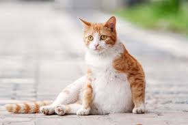 What are the advantages of spaying your cat? Cat Spaying Aftercare What To Do After The Surgery Daily Paws