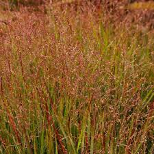 Image result for Panicum wiehei