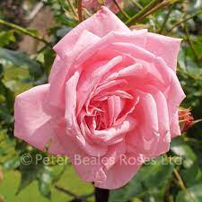 Aia lemmik alates selle kasutuselevõtust aastal 1952, coral dawn on ronija koos väikeste klastrite suured õitsemine suvel sügisel. Coral Dawn Climbing Rose Peter Beales Roses The World Leaders In Shrub Climbing Rambling And Standard Classic Roses