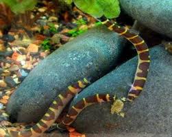 Aquariumdomain Com Aquarium Fish Tropical Fish Aquarium Freshwater Aquarium Fish
