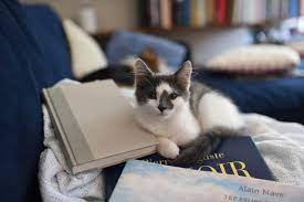 Use the first and last name of your favorite celeb to give your cat an inspired title. Best Literary Cat Names By Kidadl
