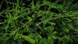 Image result for Phyllanthus mendesii
