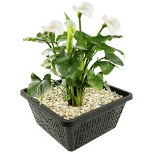Image result for Zantedeschia
