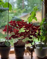 We did not find results for: Facebook