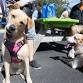 Pet-Palooza 2024
