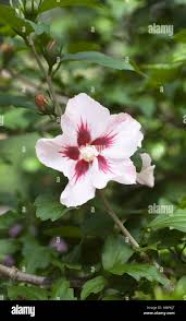 Image result for Hibiscus platycalyx