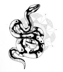 A Ball Python Tattoo Design I Made For A Special Friend I Have To Draw More Snakes Art Artist Apprentice Tattooapp Snake Drawing Snake Art Sacred Tattoo