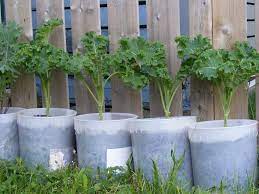 Community Gardening Halifax Garden Network Container Gardening 101 Container Gardening Growing Vegetables In Containers