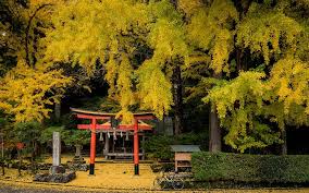 Kyoto Photo Fall Color At Iwato Ochiba Jinja Shrine In Kyoto Inside Kyoto Jinja Kyoto Fall Colors