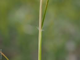 Image result for Rytidosperma davyi