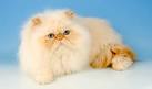Persian Cat Breed Information - Vetstreet