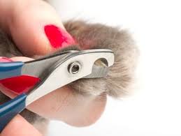 As far as claw trimmers go, i really like these cat claw clippers. Is It Necessary To Trim A Cat S Claws When Should I Trim My Cat S Claws Does It Hurt Cats To Trim Their Nails