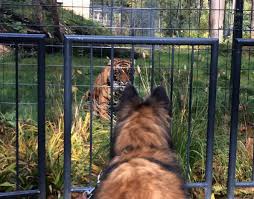 Im Zoo Cottbus In 2020 Tierpark Cottbus Tiere