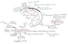 Eksklusif paknil menghadap dytm raja puan muda perlis. Bijak Tekun Nota Kreatif Biologi Tingkatan 4 Bab 9