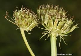 Image result for Oenanthe