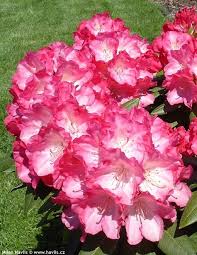 Rhododendrum Fantastica Nahled Foto Flowers Flower Identification Rhododendron