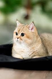 Kittens there are 795 products. Perchik Cats Bri Cats British Shorthair Ny 25 British Golden Cat Golden Ticked Cat Golden Shaded Cat Abyssinian Cats Cute Cats British Shorthair Cats