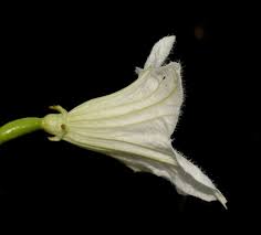 Image result for Coccinia sp. A