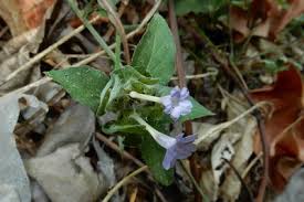 Image result for Megalochlamys hamata