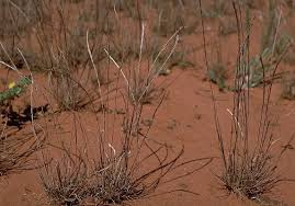 Image result for Tripogon