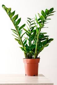 Maybe you would like to learn more about one of these? Zamioculcas Zamiifolia Zanzibar Gem Zz Plant 0 3m æ‹›è´¢æ ' Signifying Prosperity And Wealth Lazada Singapore