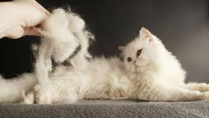 We did not find results for: Cara Atasi Masalah Bulu Kucing Gugur Geli Geli Kucing