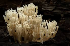 I've found some sparse patches growing around here (stalks growing within 2 to 5 of each other), havent been able to find a photo which matches well but they. Artomyces Pyxidatus The Crown Tipped Coral Mushroom