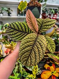 Image result for Ardisia