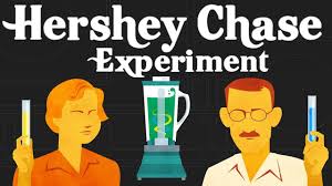 Check spelling or type a new query. Hershey And Chase Experiment Finding The Genetic Material T2 Bacteriophage Youtube