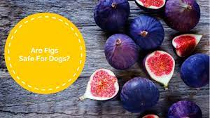 Is It Safe For Dogs To Eat Figs Smart Dog Owners