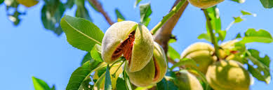 We did not find results for: Almond Trees Care Planting Growing Tips Horticulture Co Uk