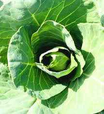 Cabbage Bonnie Plants