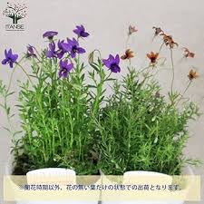 Image result for Monopsis