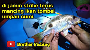 Cara cepat strike mancing kakap putih di muara, umpan udang hidup. Mancing Malam Sendirian Umpan Cumi Mancing Kakap Tompel Kerapu Mancing Kakap Putih Youtube