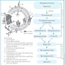 Maybe you would like to learn more about one of these? Generasi Sporofit Pada Tumbuhan Lumut Adalah Generasi Yang Menghasilkan Cara Golden
