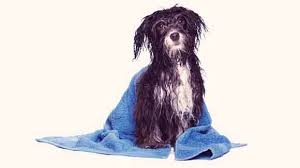 Check spelling or type a new query. Can Bathing My Dog Affect Their Flea Treatment Petcarerx