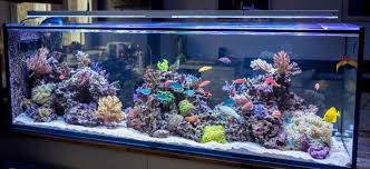 Sebenarnya ikan ini kebanyakan hidup di laut, namun ada juga ikan sidat yang hidup di air tawar. Ingin Memiliki Akuarium Air Laut Pahami Dulu 7 Hal Berikut