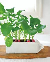 みんなの趣味の園芸