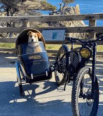 Image result for bicycle sidecar