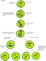 Maybe you would like to learn more about one of these? The First Division Of Meiosis Is Called A Reduction Division This Is Because