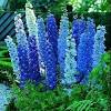 Foxglove plants are biennials or short lived perennials. Https Encrypted Tbn0 Gstatic Com Images Q Tbn And9gcq0offzw1l8q7pxnm19wwpr7is7p Tlhxcsj6xov4w9hzebax33 Usqp Cau