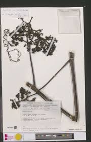 Image result for Ampelocissus abyssinica