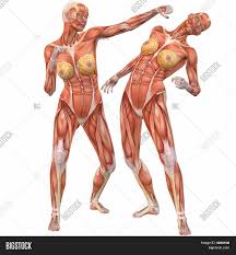 Maybe you would like to learn more about one of these? Female Human Body Image Photo Free Trial Bigstock