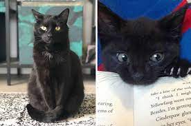 In fact, many households burned cats on shrove tuesday as a. 17 Reasons You Should Never Adopt A Black Cat