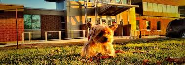 Uncover why starch pet hospital and university west pet clinic is the best company for you. Ontario Veterinary College University Of Guelph