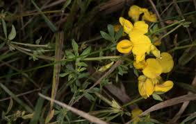 Image result for Lotus corniculatus