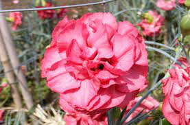 Dianthus Chesswood Margaret Alison Showy Flowers Carnations Variegated Plants